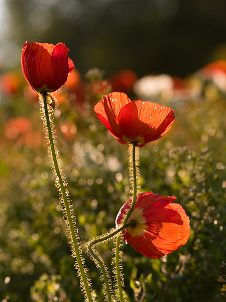 Mohn im Gegenlicht