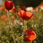 Mohn im Gegenlicht