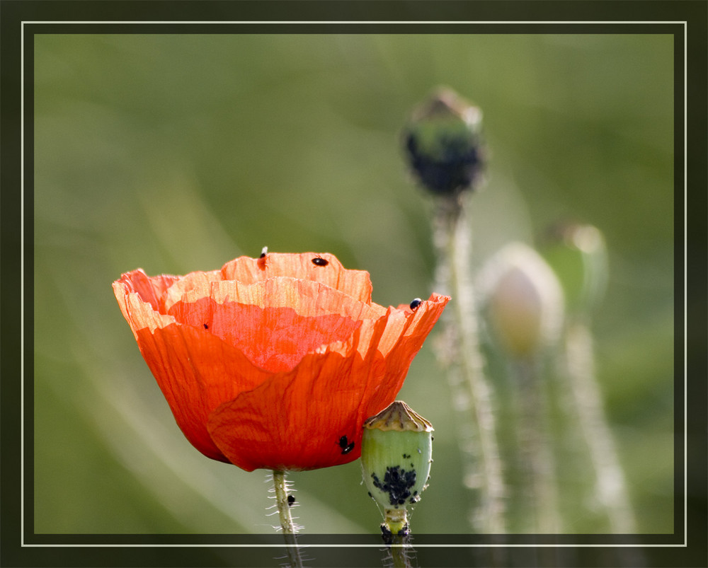 Mohn im Gegenlicht