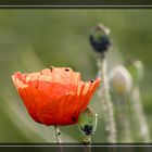 Mohn im Gegenlicht