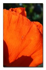 Mohn im Gegenlicht