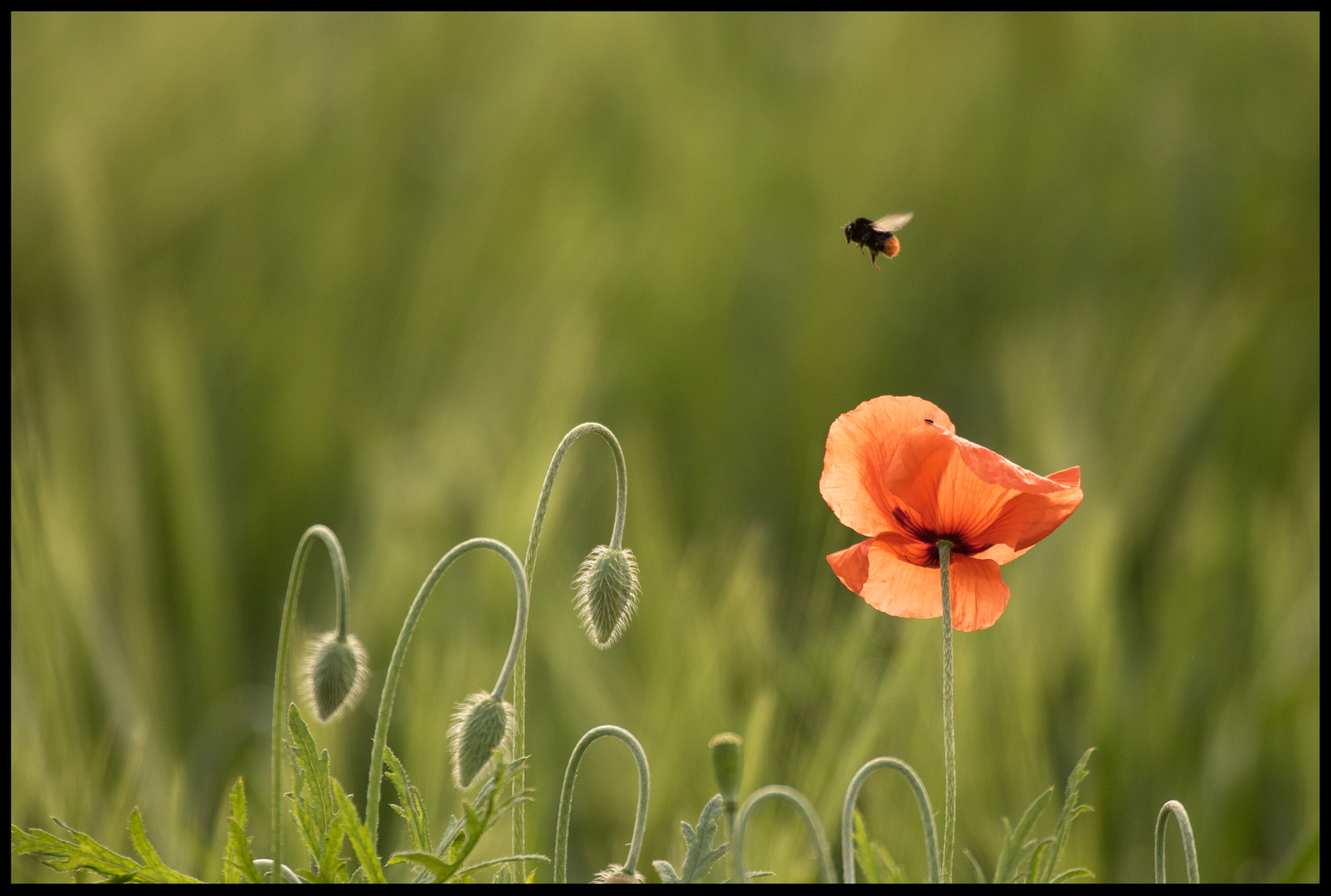 " Mohn im Gegenlicht "