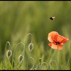 " Mohn im Gegenlicht "