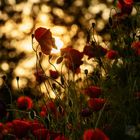 Mohn im Gegenlicht