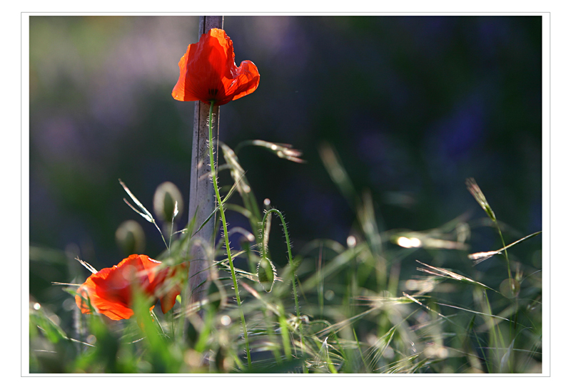 Mohn im Gegenlicht