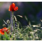 Mohn im Gegenlicht