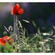 Mohn im Gegenlicht