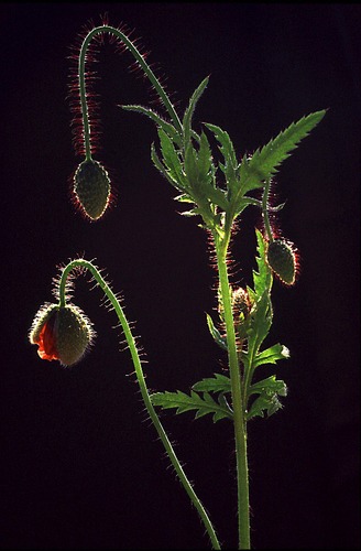 Mohn im Gegenlicht