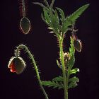 Mohn im Gegenlicht