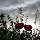 Mohn im Gegenlicht