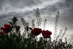 Mohn im Gegenlicht