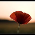 Mohn im Gegenlicht