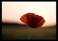 Mohn im Gegenlicht