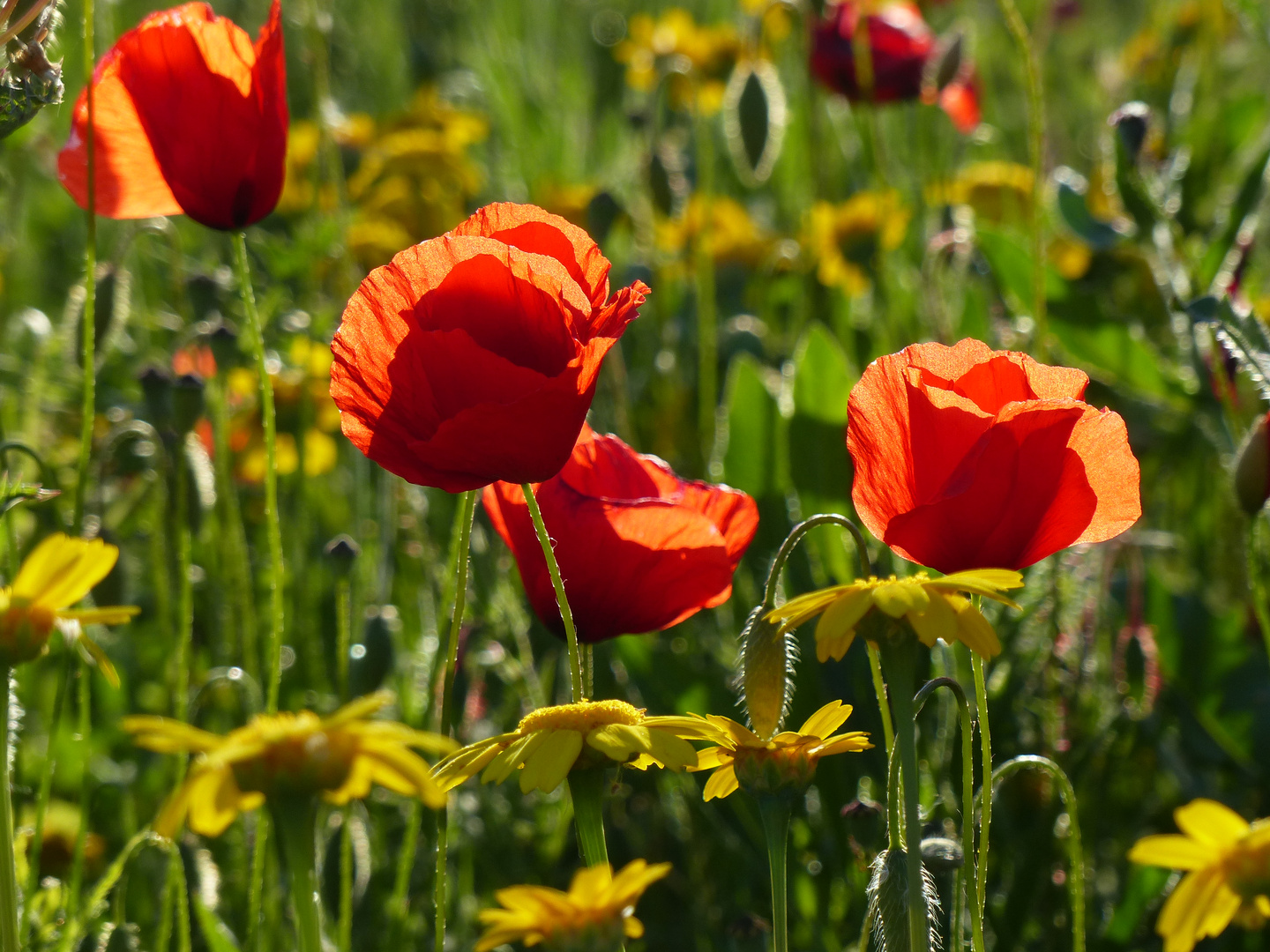 Mohn im Gegenlicht