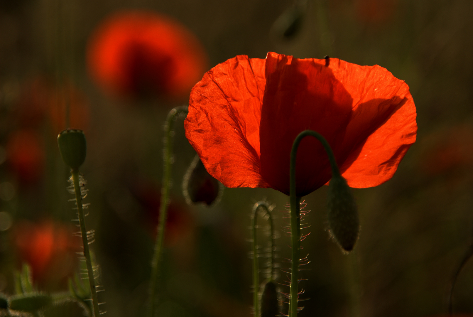 Mohn im Gegenlicht