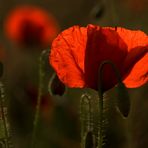 Mohn im Gegenlicht