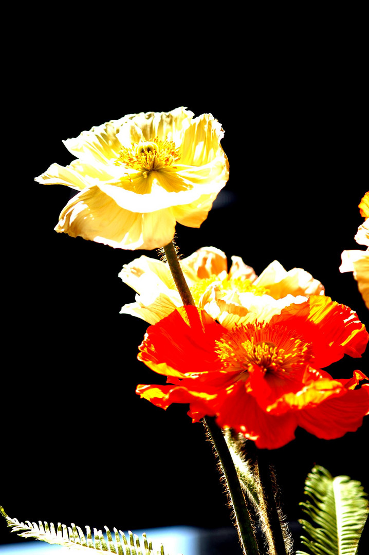 Mohn im Gegenlicht