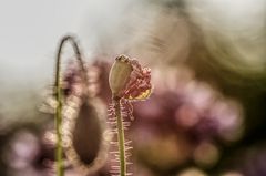 Mohn im Gegenlicht