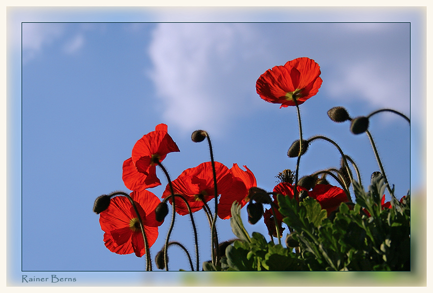 Mohn im Gegenlicht