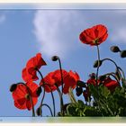 Mohn im Gegenlicht