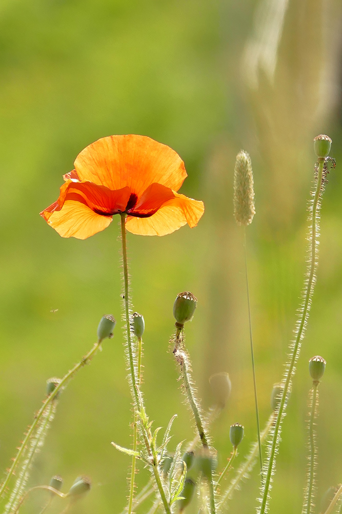 Mohn im Gegenlicht 