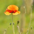 Mohn im Gegenlicht 