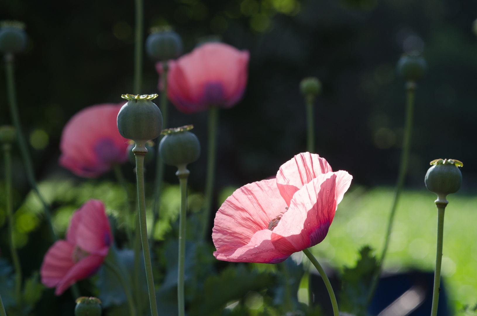 Mohn im Gegenlicht