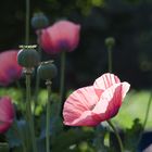 Mohn im Gegenlicht