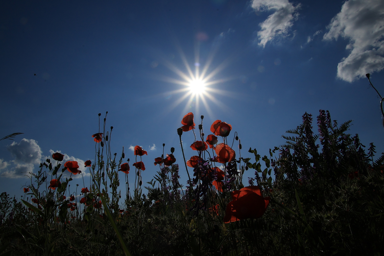 Mohn im Gegenlicht