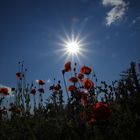 Mohn im Gegenlicht