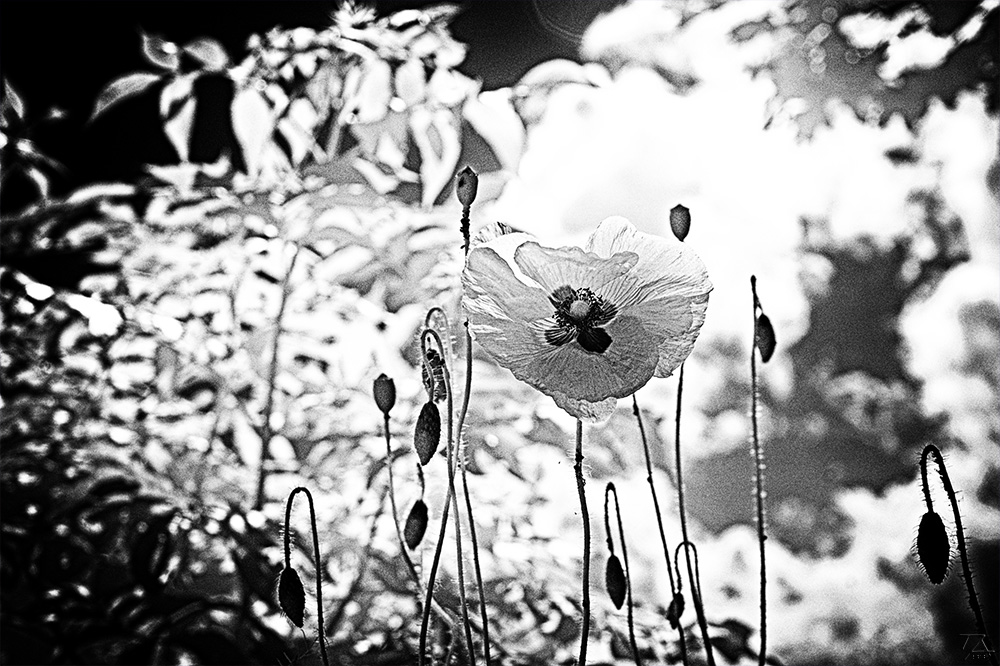 Mohn im Gegenlicht