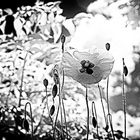 Mohn im Gegenlicht