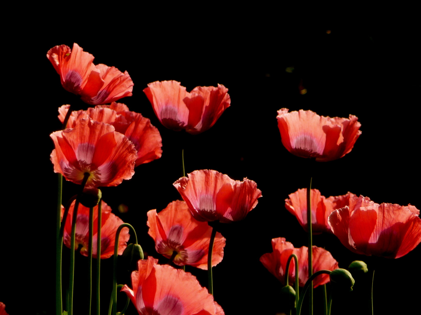 Mohn im Gegenlicht