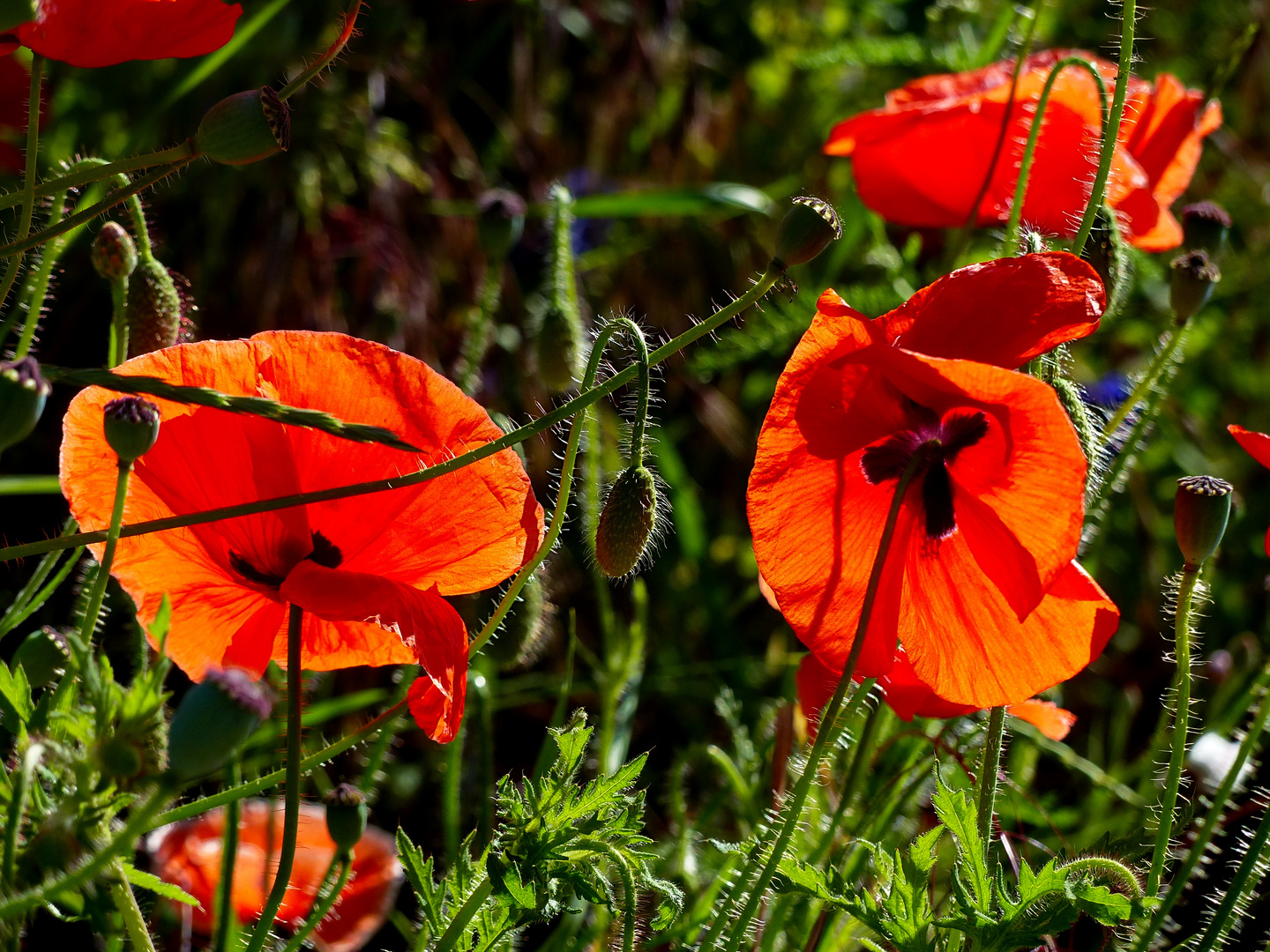  Mohn im Gegenlicht