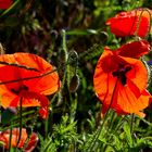  Mohn im Gegenlicht