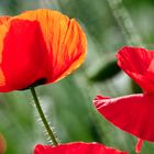 Mohn im Gegenlicht