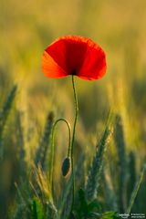 Mohn im Gegenlicht