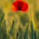 Mohn im Gegenlicht