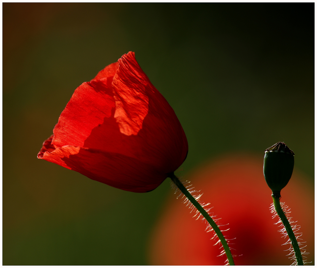 Mohn im Gegenlicht