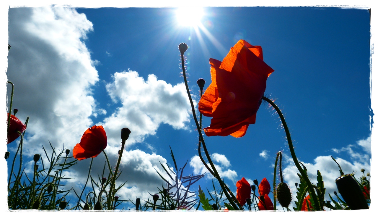 Mohn im Gegenlicht