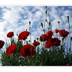 Mohn im Gegenlicht