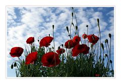 Mohn im Gegenlicht