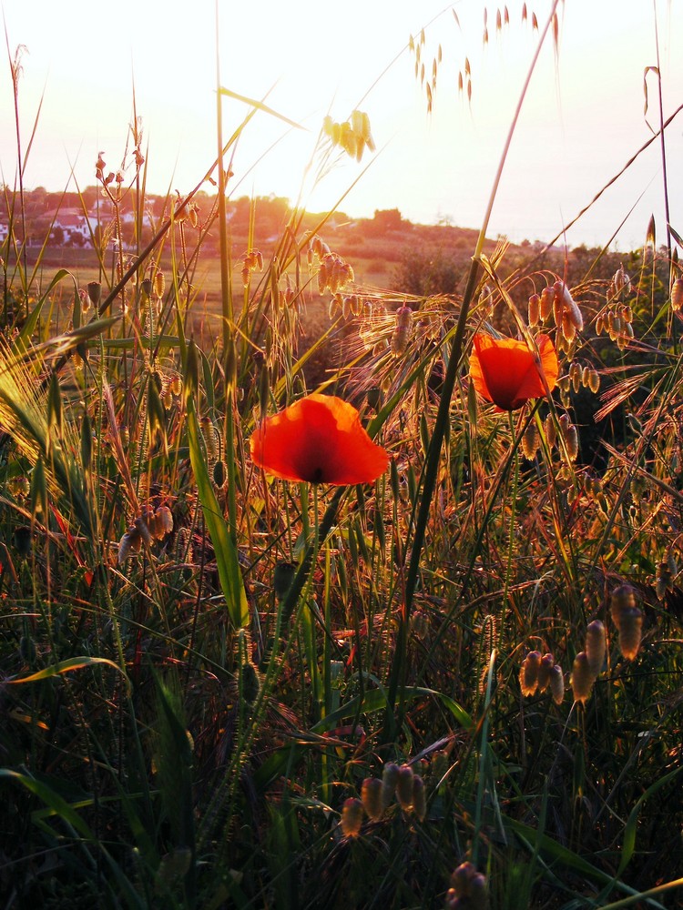 Mohn im Gegenlicht