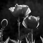 Mohn im Gegenlicht