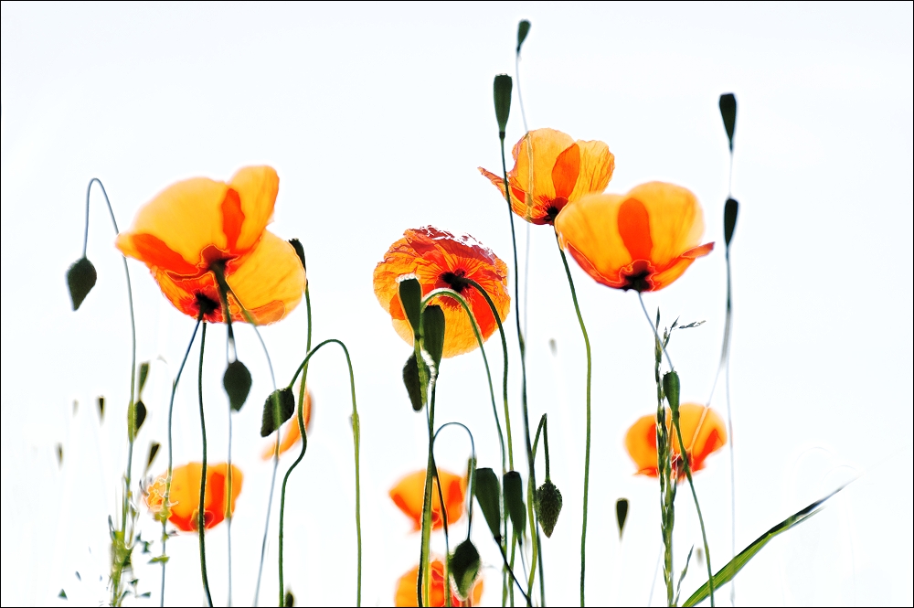 Mohn im Gegenlicht