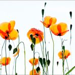 Mohn im Gegenlicht