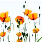 Mohn im Gegenlicht