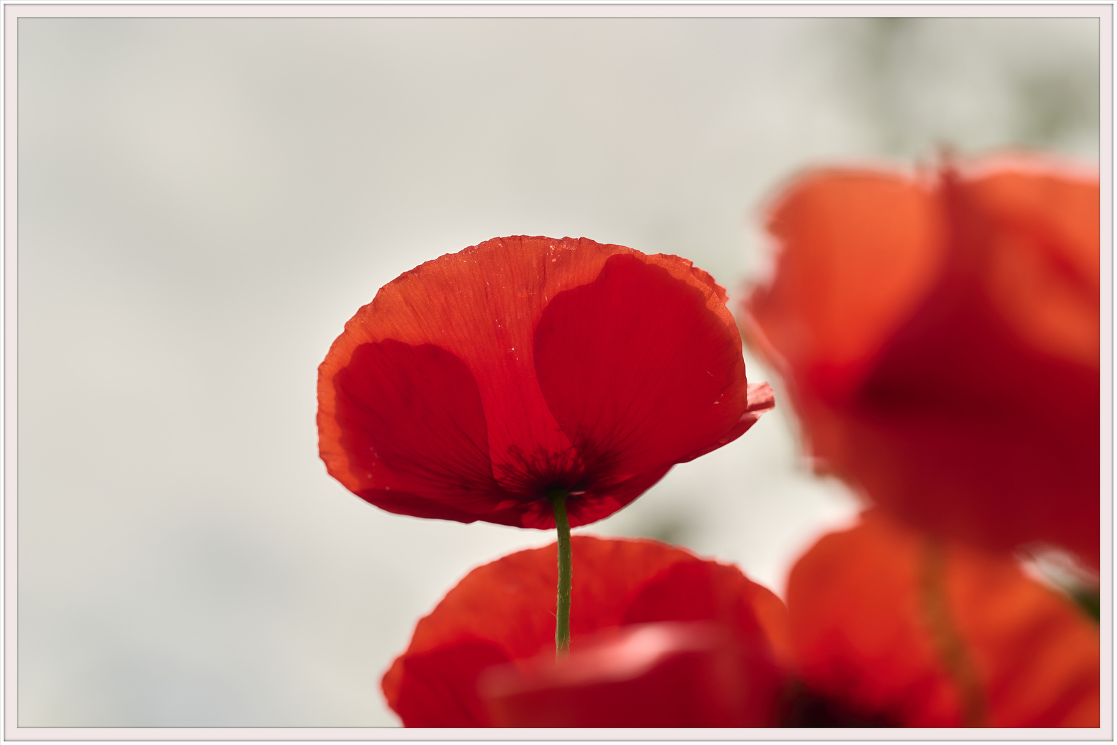 Mohn im Gegenlicht