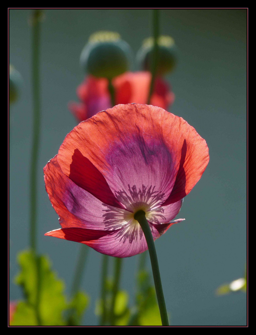 Mohn im Gegenlicht