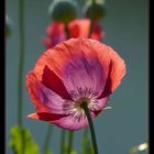 Mohn im Gegenlicht